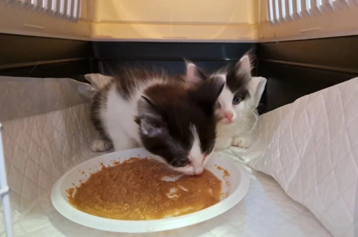    Котят в очередной раз подкинули к дверям нижегородского котокафе