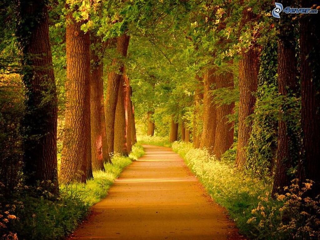 "Дорога в сказку" (фото из отрытого источника)