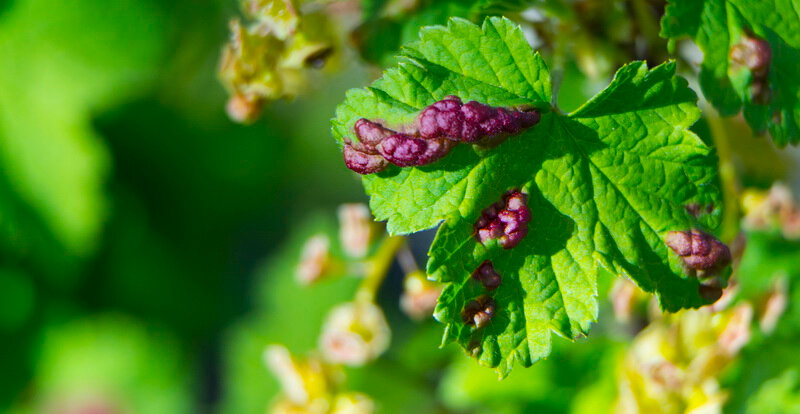 Если листья смородины покрылись красными пятнами, при этом сами пластины начинают закручиваться кверху, то на растениях появилась тля. 