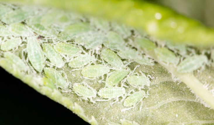 Пораженные растения теряют декоративность