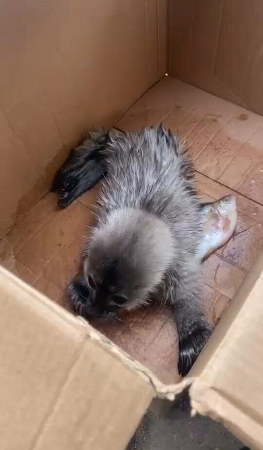 Фонд друзей балтийской нерпы