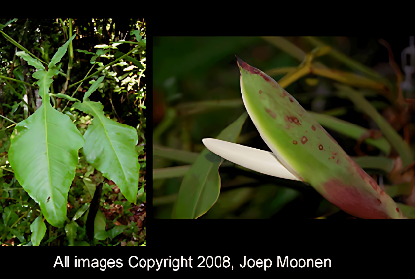 Филоде́ндрон ю́па