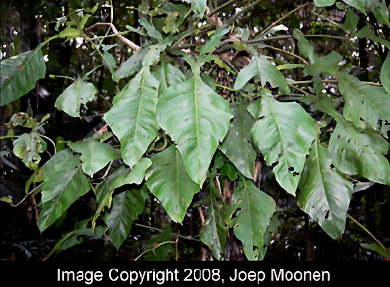 Филоде́ндрон ю́па