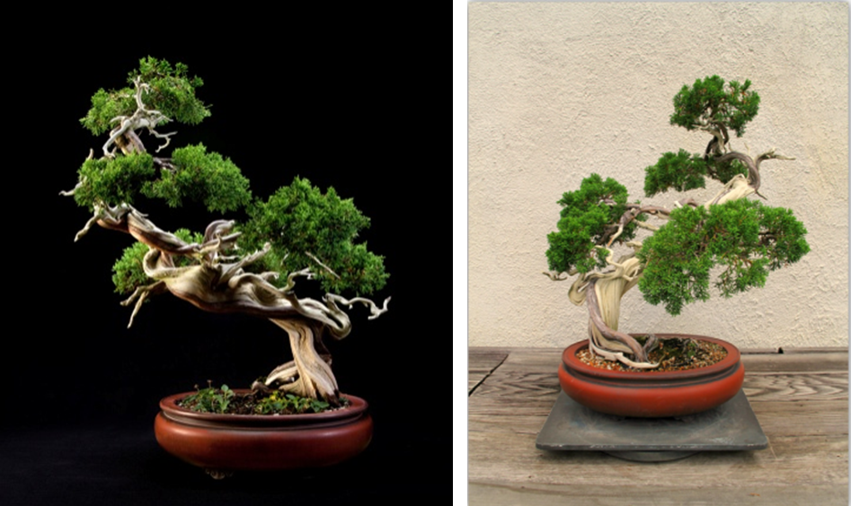 Источники:  https://www.bonsai-nbf.org/bonsai-museum https://www.flickr.com/photos/34917706@N07/7280005910/in/photostream/