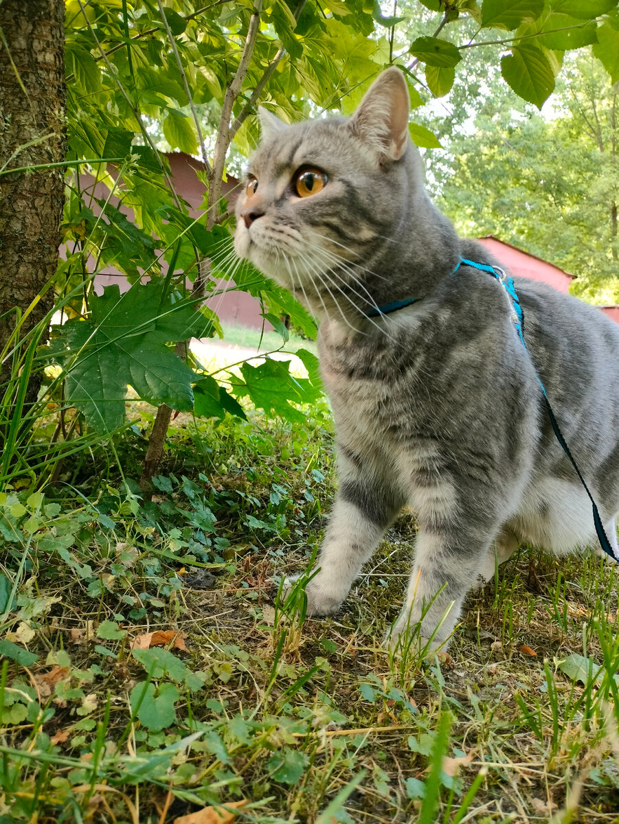 Кот Марсель. По совместительству мой сожитель. 