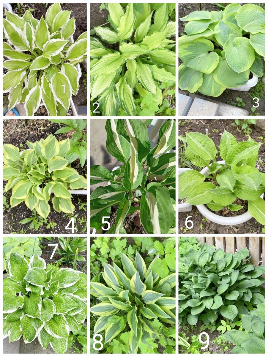 Все хосты в коллаже круглогодично живут в кашпо и прекрасно себя чувствуют))) Как видно повреждение от слизней минимально.