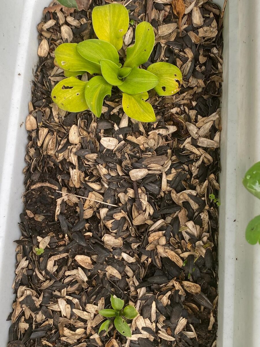 Вверху сорт Sun Mouseа. Снизу - Quarter Back (мелкий корень - неподрощенная меристема) По размеру подсолнечной шелухи можно понять насколько малы хосты