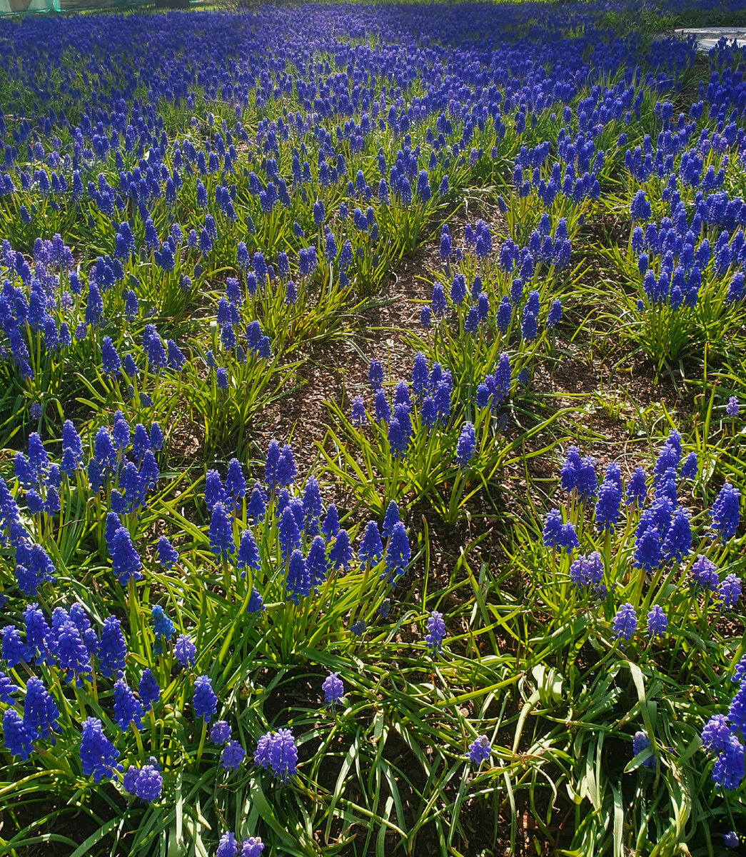 Парк Зарядье. Фото автора