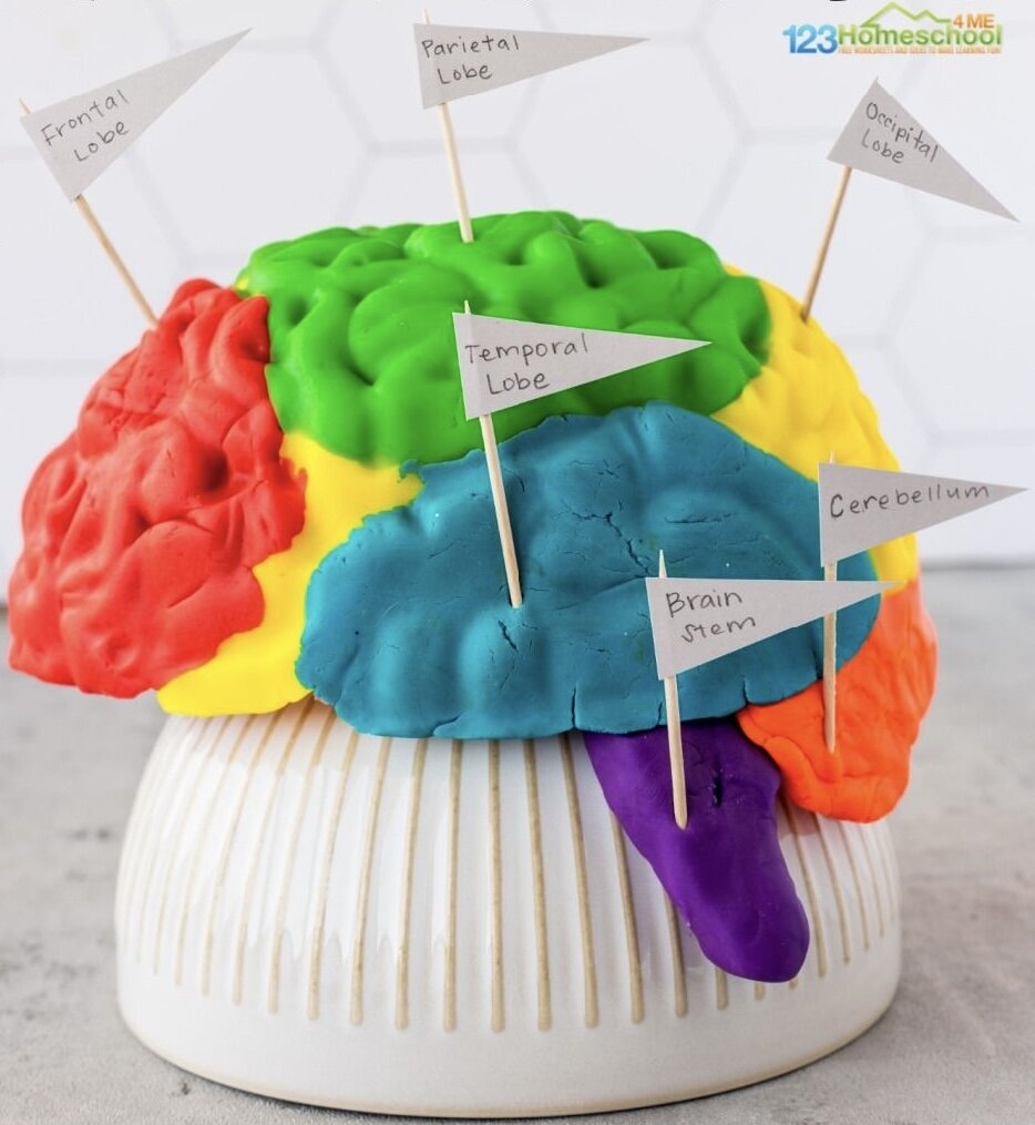 Модель мозга из пластилина