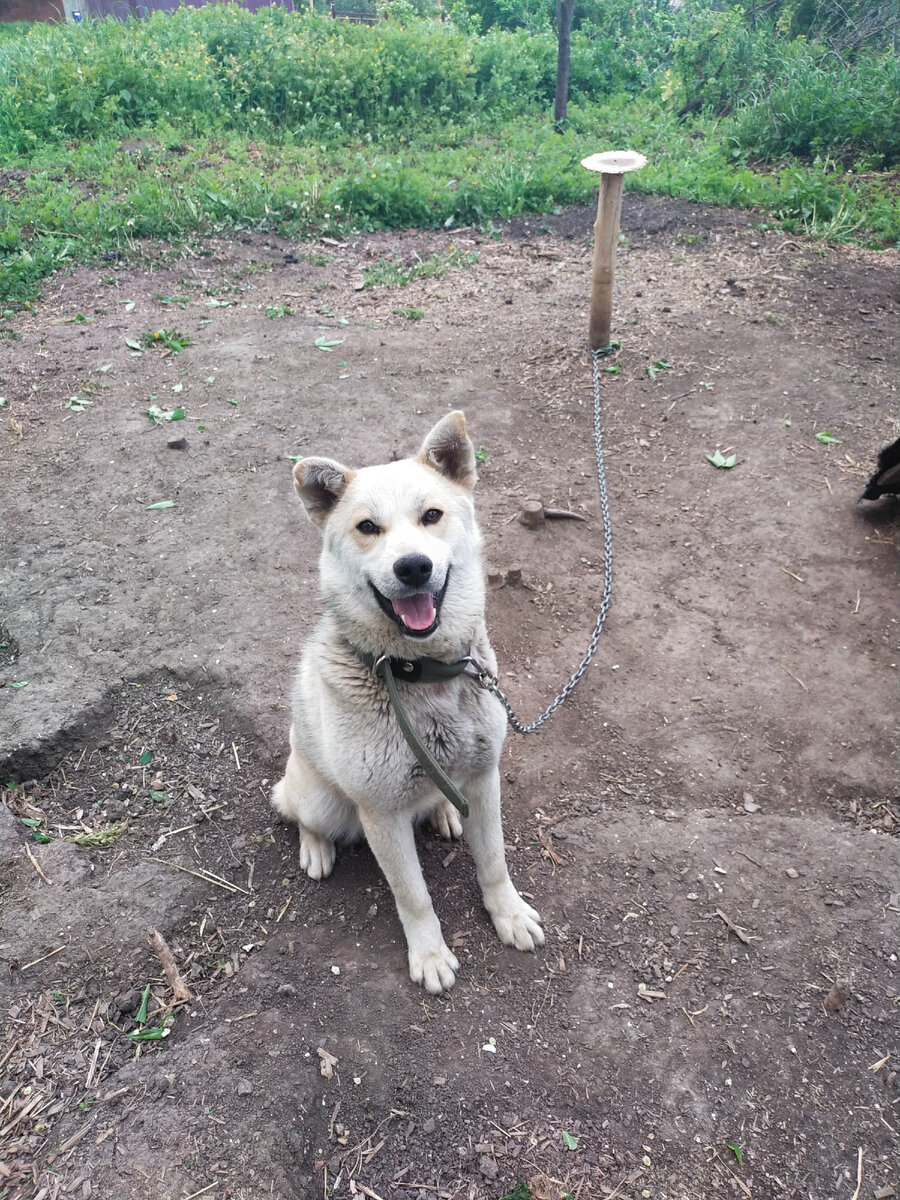Один из моих питомцев - Лакуся. Почти служебная собака! 