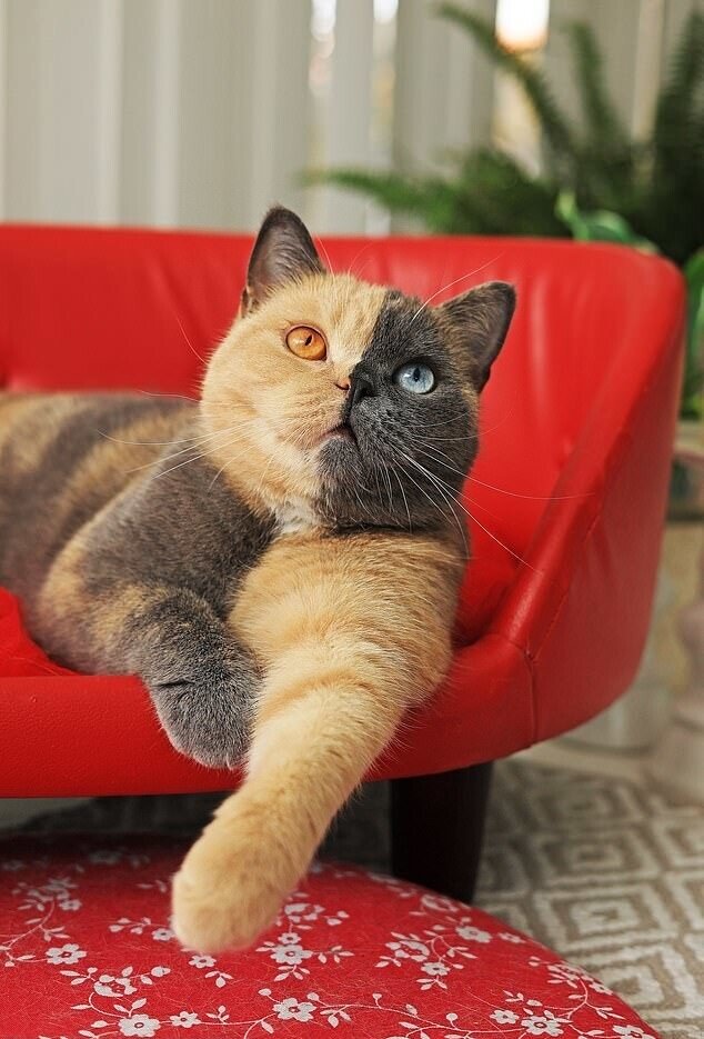 Источник: @queendomiino