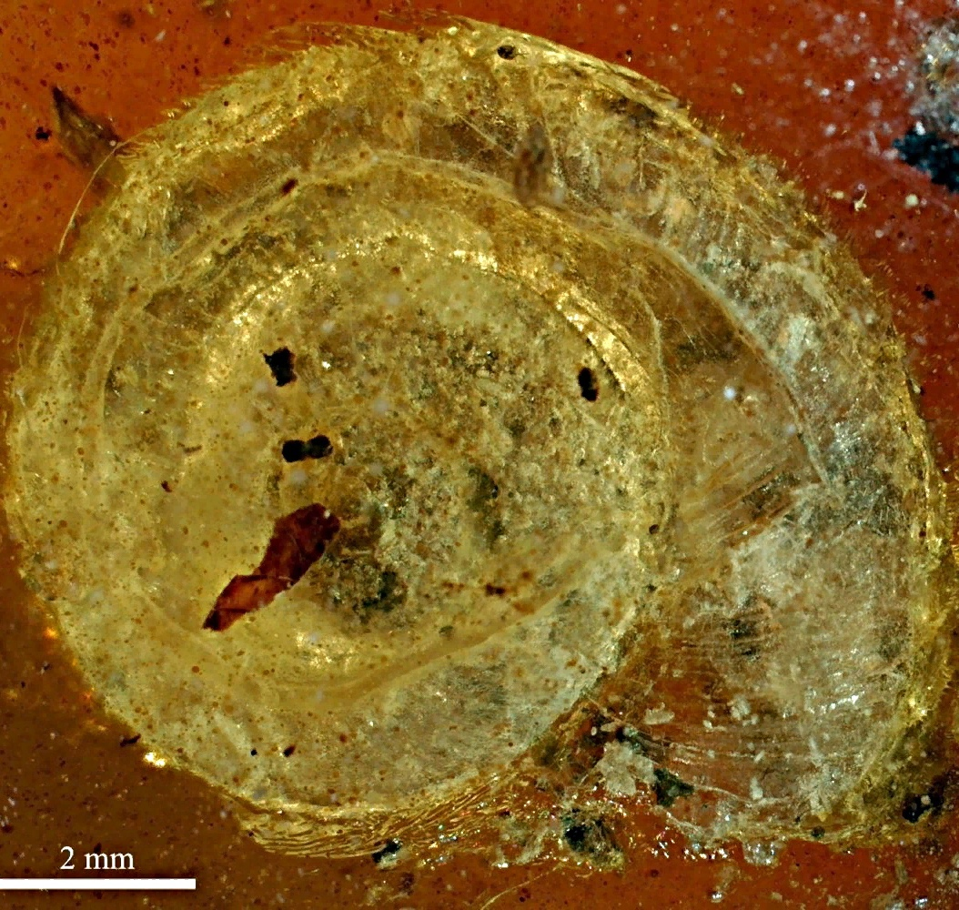 Та самая раковина Archaeocyclotus brevivillosus
