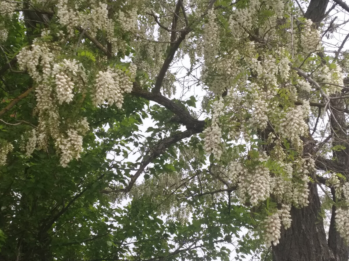 Это акация цветет.