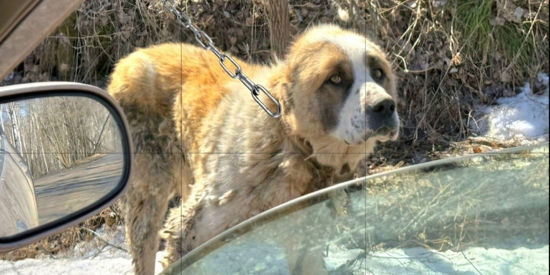 Спасение собаки Яши из леса . Фото история.