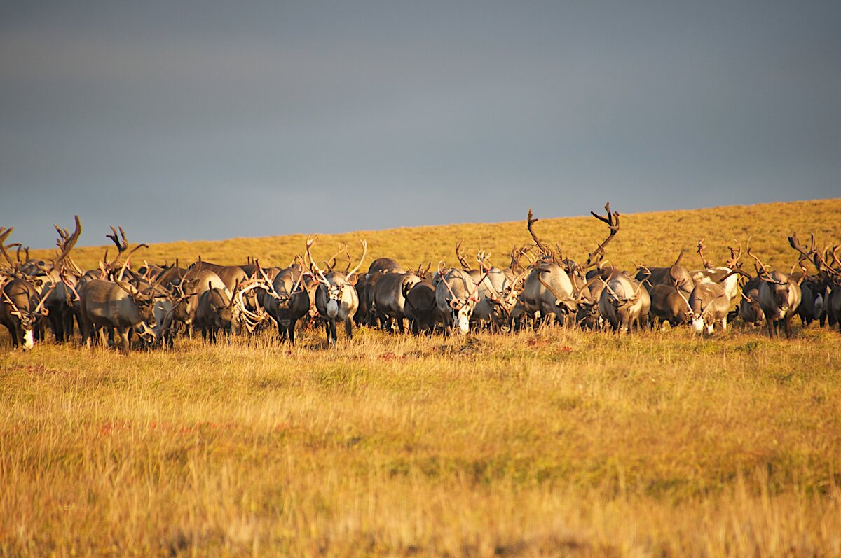 ЗОЛОТЫЕ ГОРЫ ЧУКОТКИ: ТУР-ЗНАКОМСТВО С РЕГИОНОМ