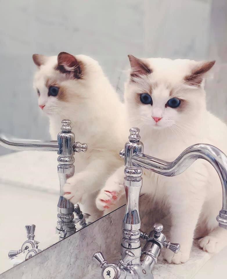 Котики и вода -  красиво только на фото)