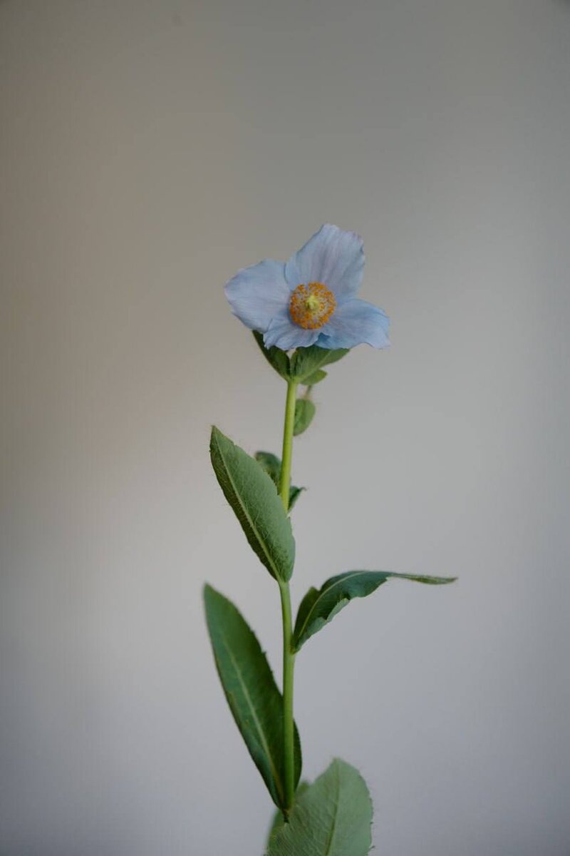    Голубой макLupine Flower Factory