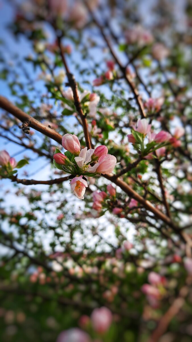 Фото моё в обработке 🙂