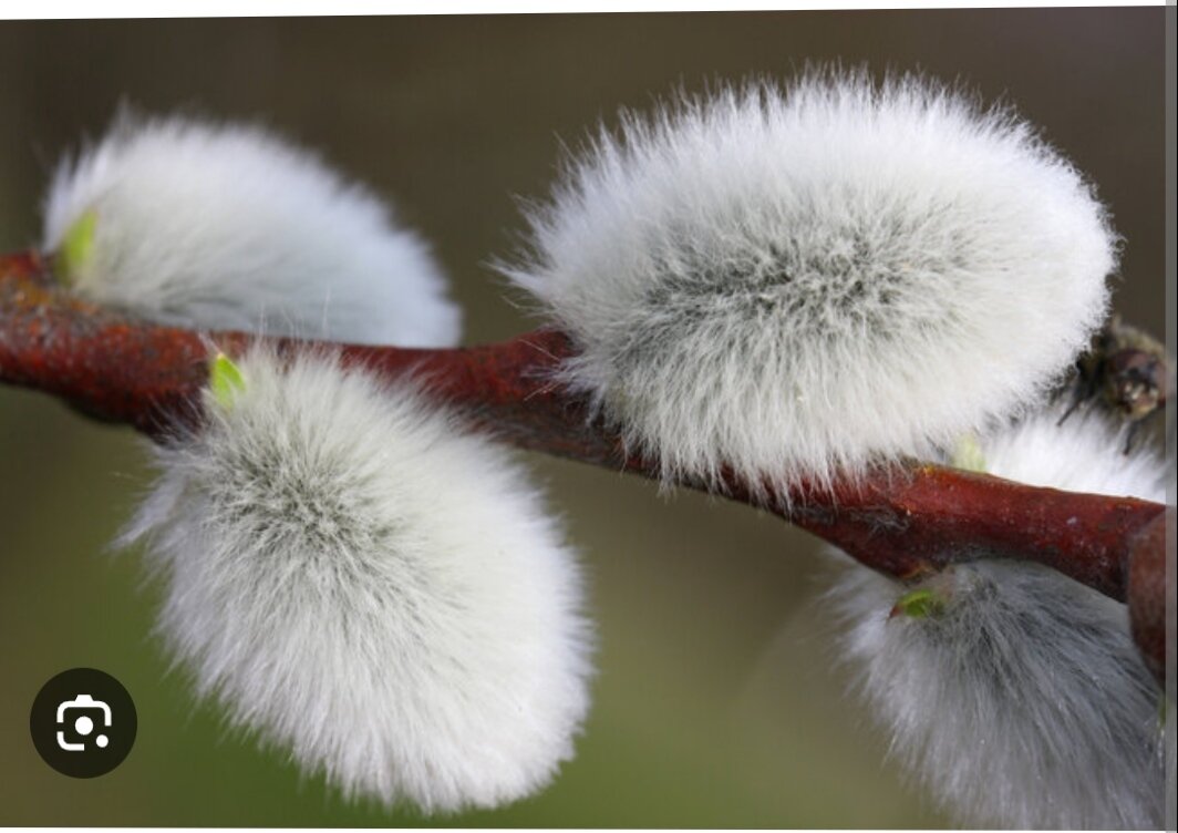 Считается, что освещенные веточки вербы берегут от болезней, оберегают дом от невзгод.