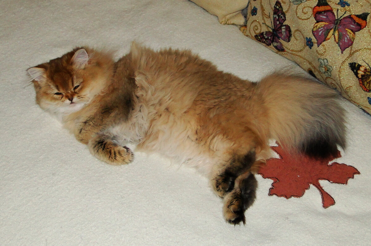 Очень лохматая кошка Оля