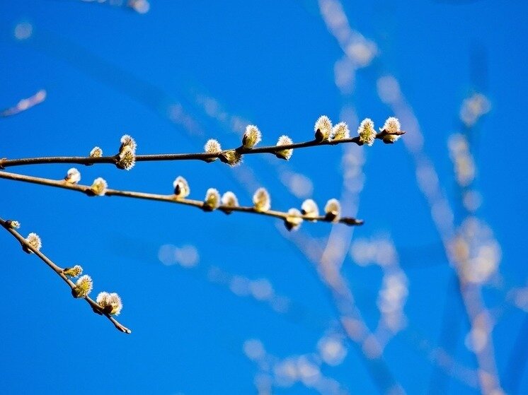     Фото здесь и далее: pixabay.com