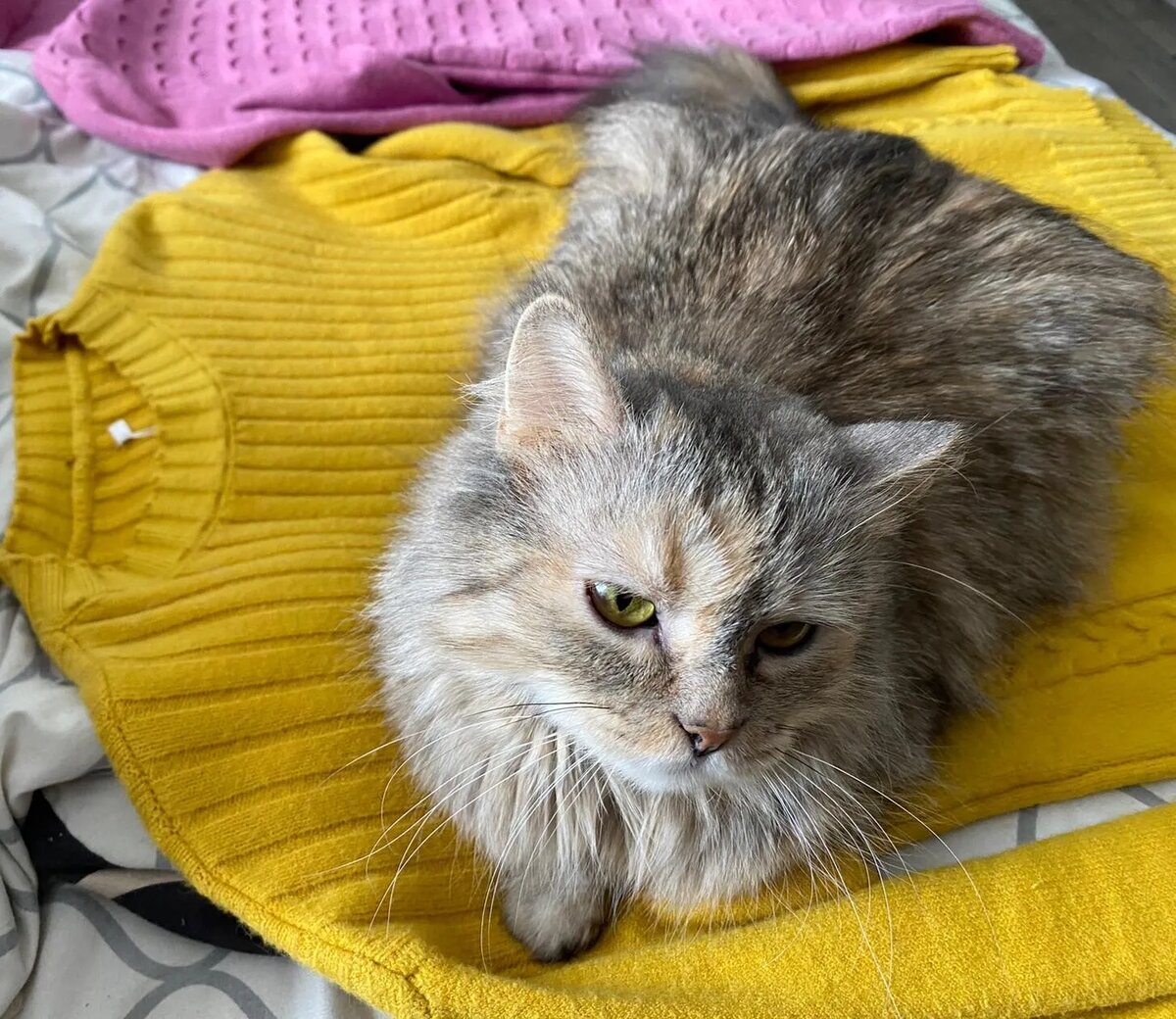 Кошка Кися любит лежать на моих вещах. КИСЮ НЕ ВЫБРОШУ!😉🤣 Фото автора