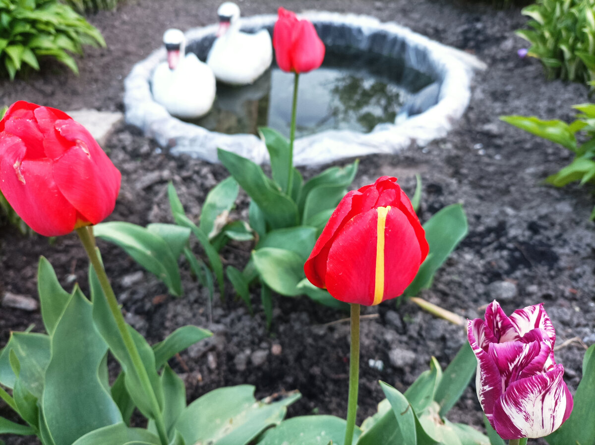 Какая красивая полоса на тюльпане