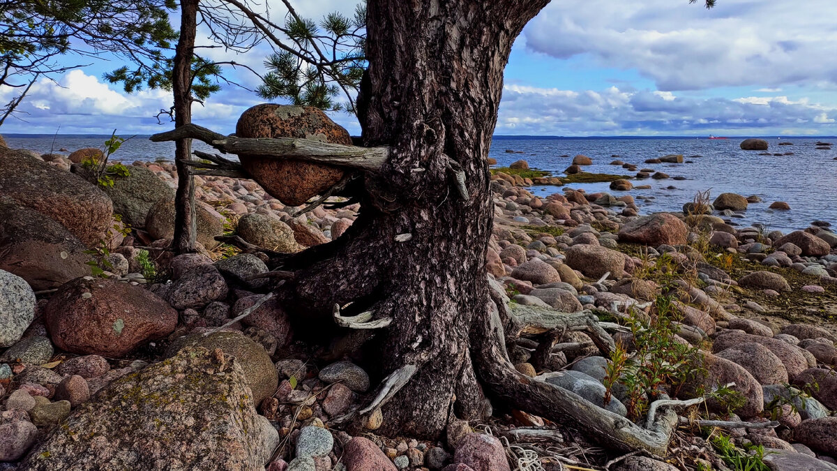 Дельфин и русалка может и не пара, а вот дерево и камень? Почему нет? Остров Большой Берёзовый (Койвистонсаари), здесь начинается Бъёркезунд.