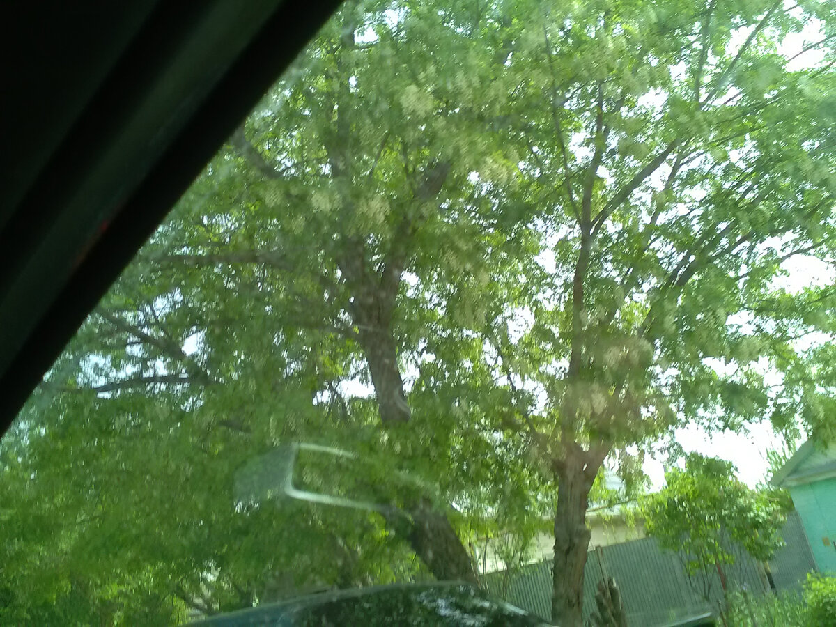 Акация, радость пчеловодная, зацветает. Мёд с акации нежный