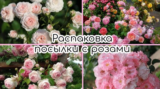 Распаковка посылки с розами из питомника