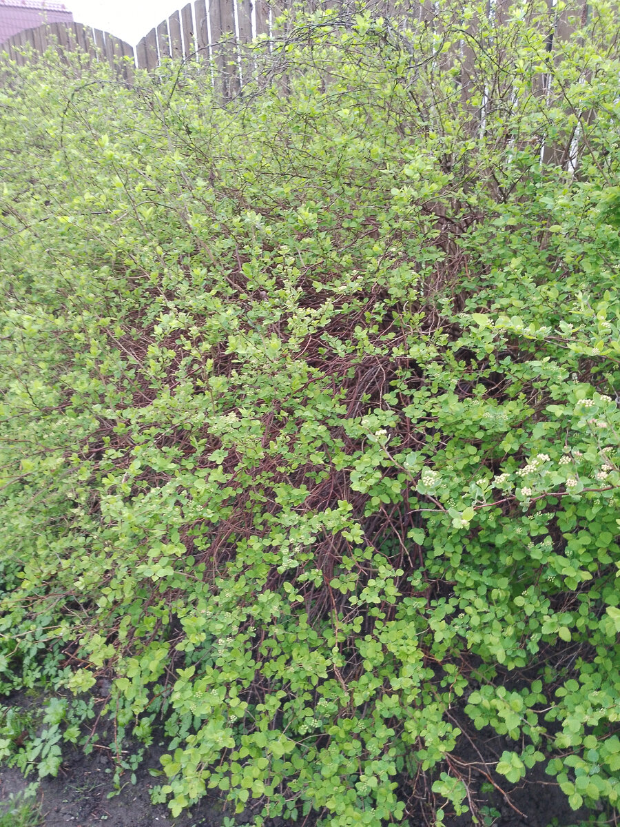 А еще свежая зелень радует глаз. 