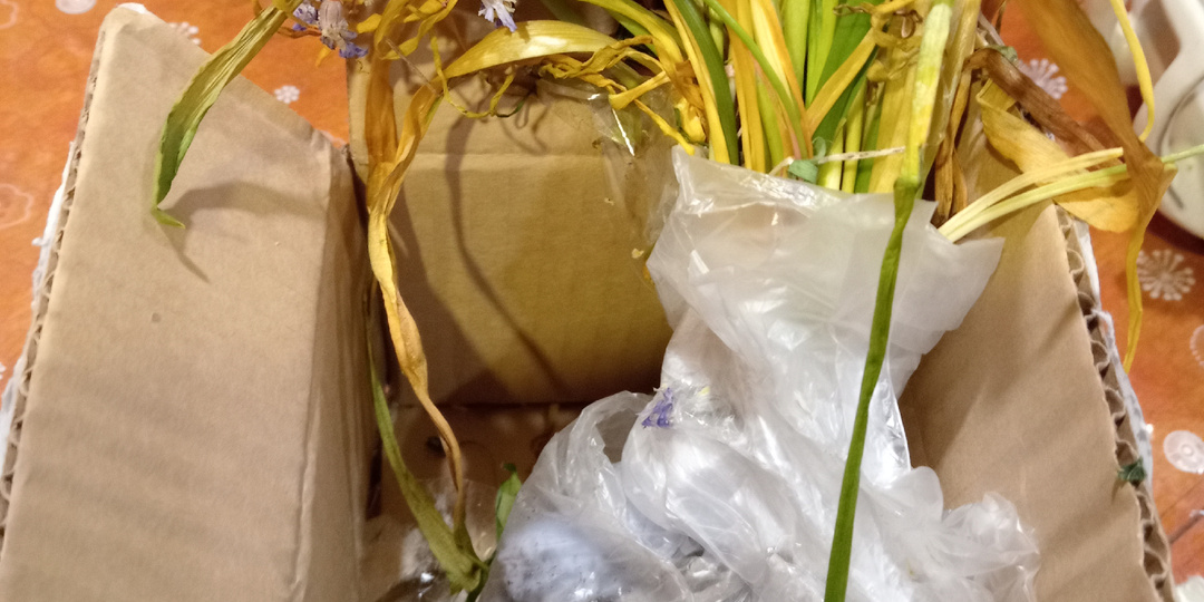 Покупки первоцветов весной. Что приехало, и какой вывод сделан