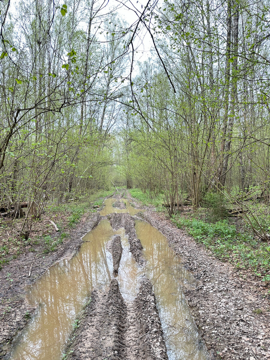 Дорога в лес.