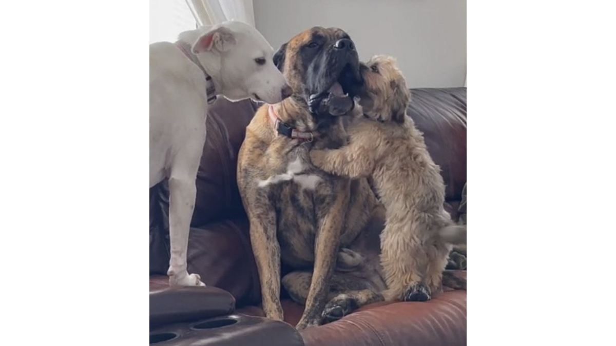    Рекс всегда может рассчитывать на поддержку