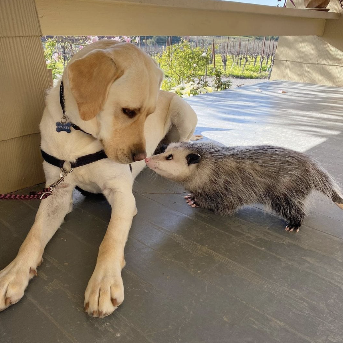    «Можно я буду с тобой дружить?»