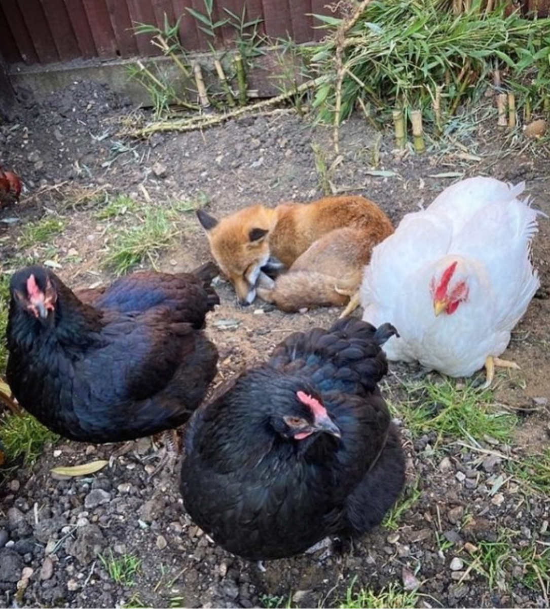    Пернатая охрана. Лиса Тыковка часто приходит в сад, где проводит весь день со своими друзьями-цыплятами, которые охраняют её каждый раз, когда ей вздумается вздремнуть.