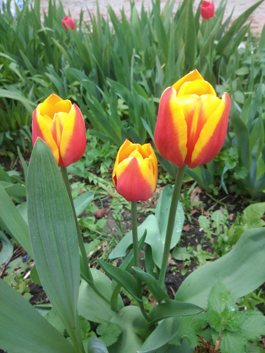 Фото автора  Гармоника 27 апреля 2024