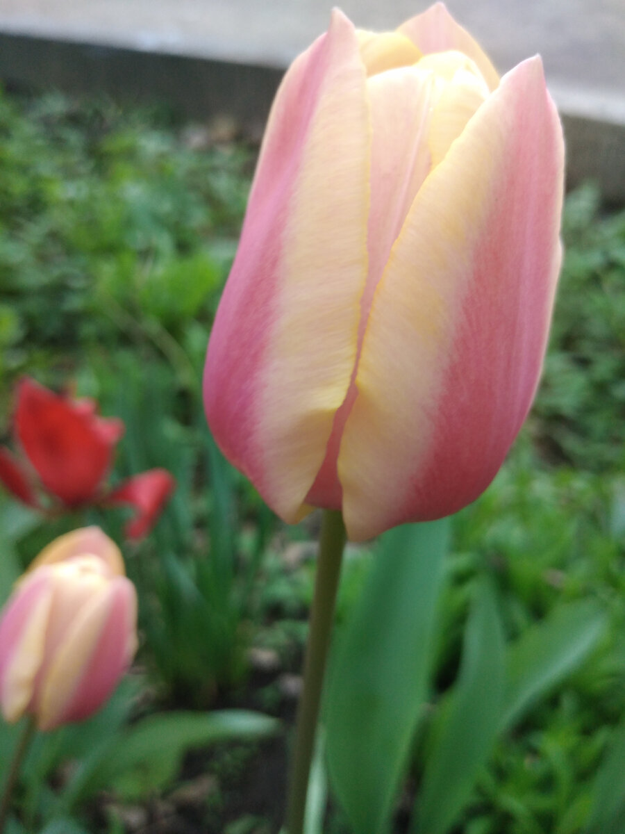 Ещё один сегодняшний цветок с поляны прекрасных тюльпанов. Фото автора Гармоника 27.04.2024