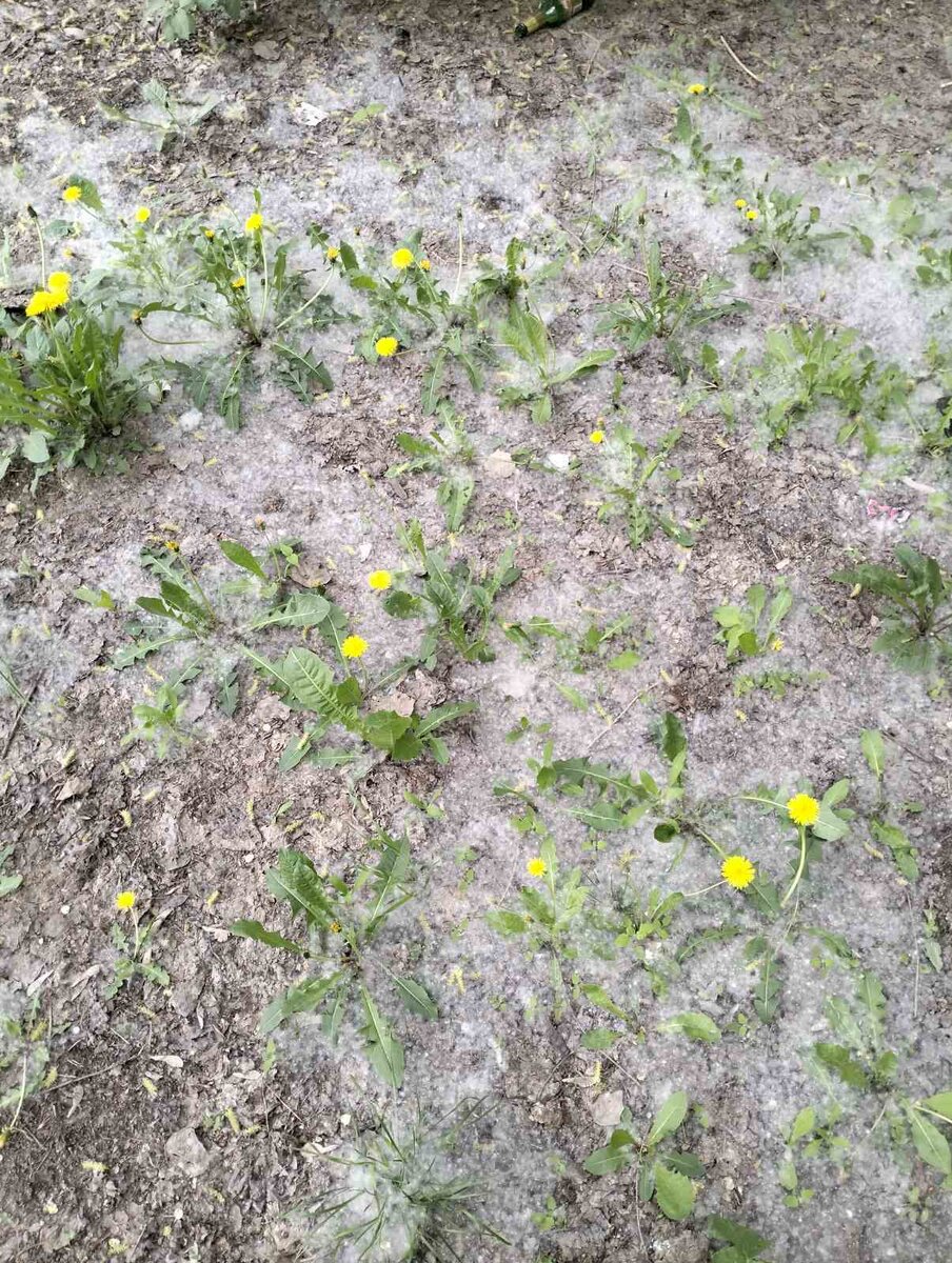 Тополиный пух пока еще не напоминает ковер, но уже имеется...