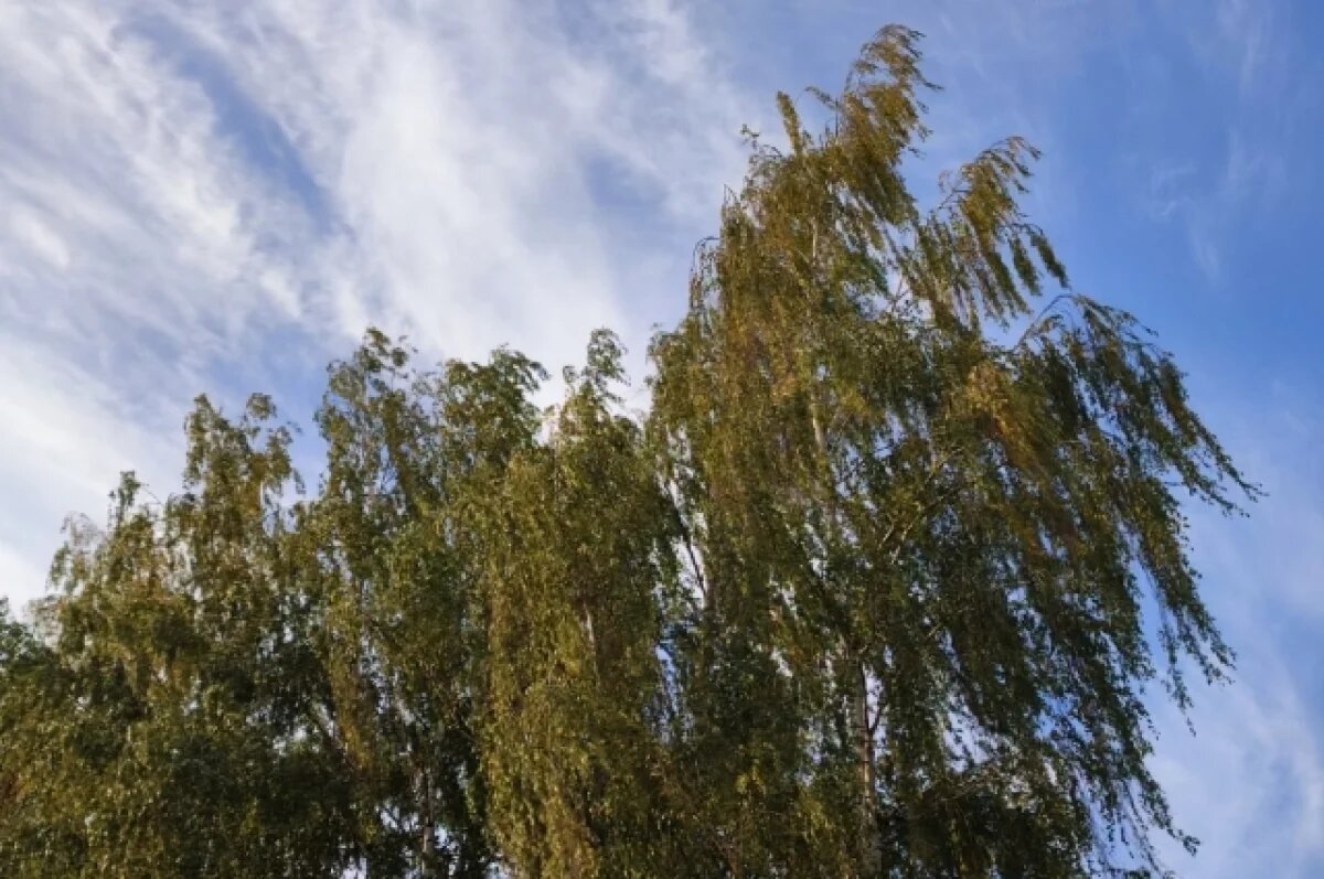    Прохладно и ветрено: какая погода будет в Хабаровском крае 28 апреля