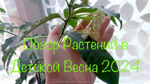 Обзор растений в детской ( весна 2024) или монстера после заморозки