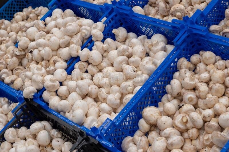 Шампиньоны на прилавке