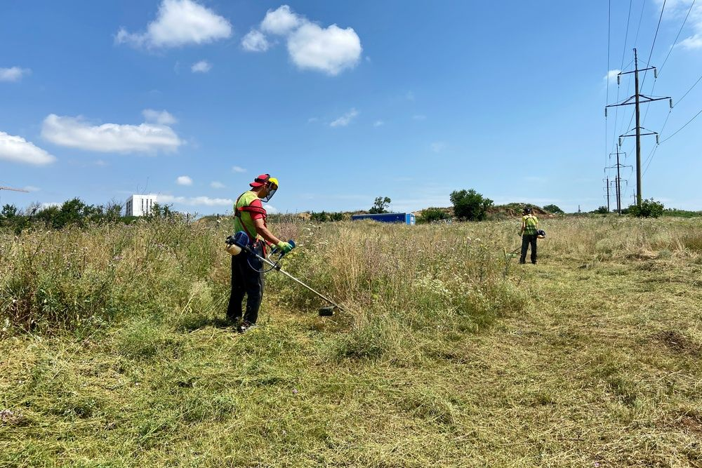 Заросшие земли фото Яндекс