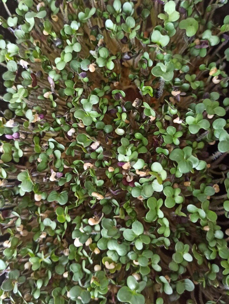 Микрозелень желтой горчицы