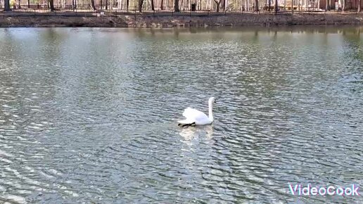 Лебединое озеро. Танец Лебедя. Ивановка. Амурская область. Лебедь. Весна.
