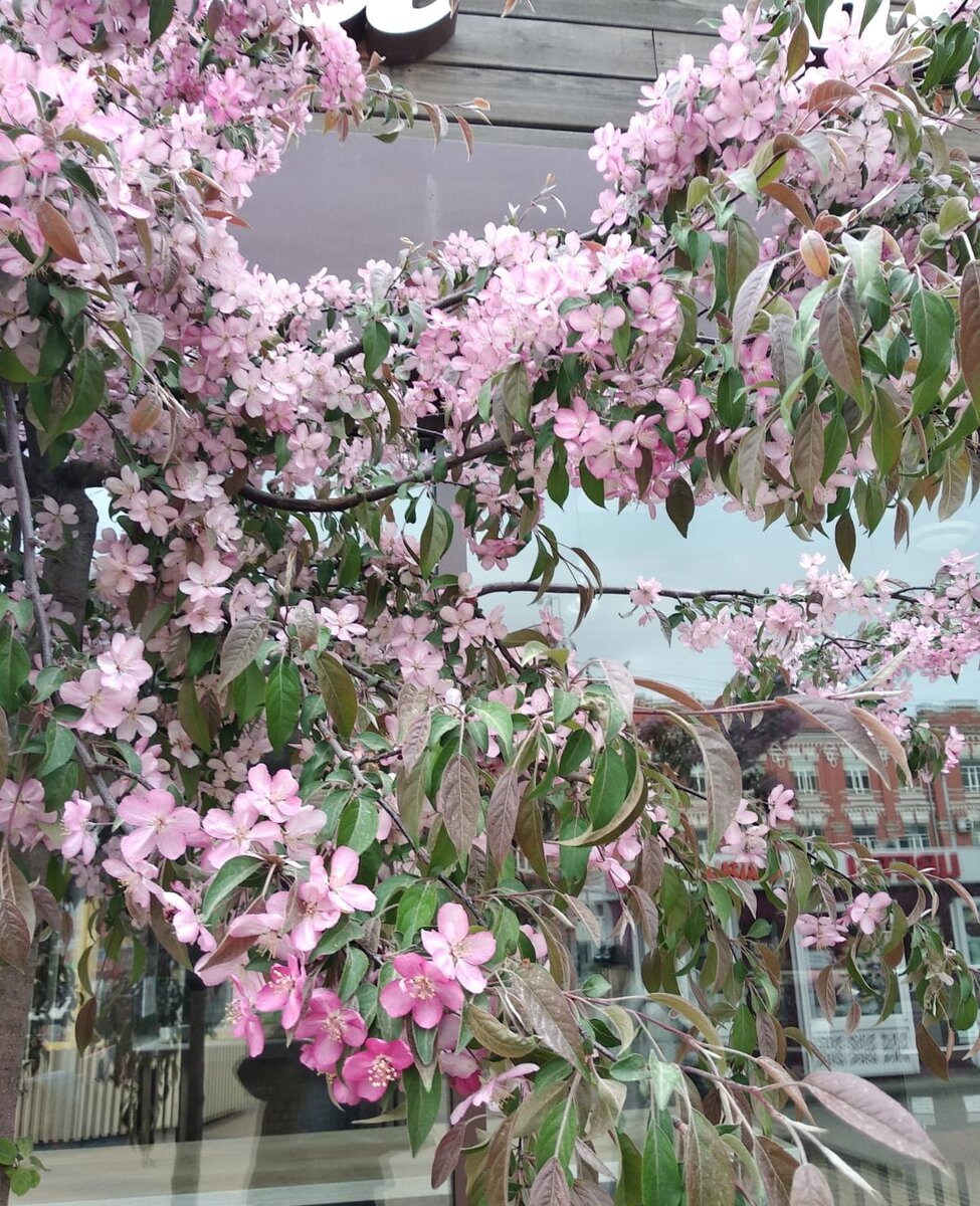 Фото автора. Кто подскажет что это цветет? 