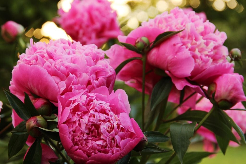 Отцвели пионы дальнейший уход. Розоподобные пионы. Пиони Пинк (Peony Pink). Пион Wladyslava