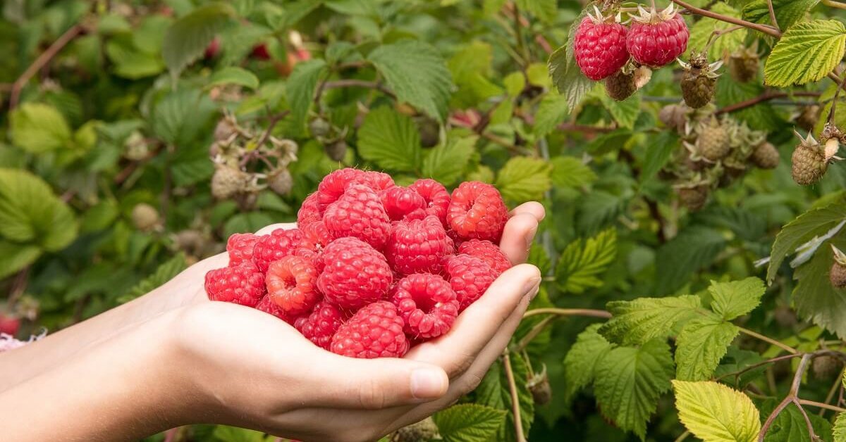 Такие ягоды — мечта каждого садовода