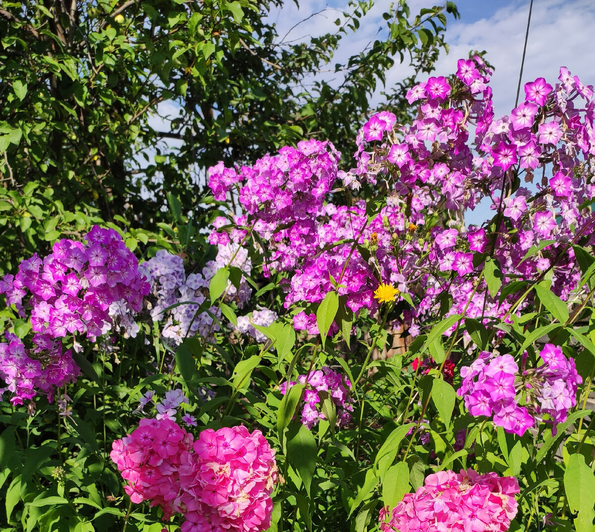 Летом в саду