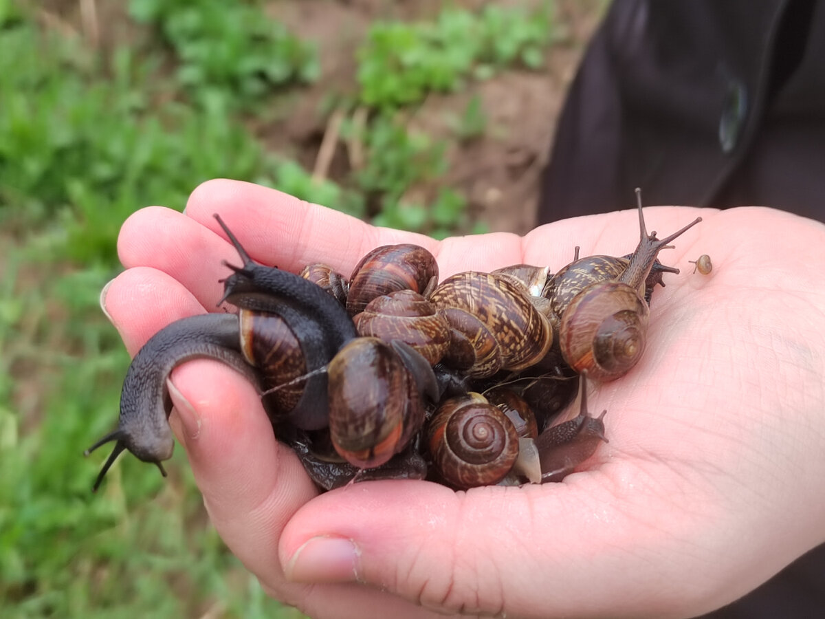 Немного улиточек
